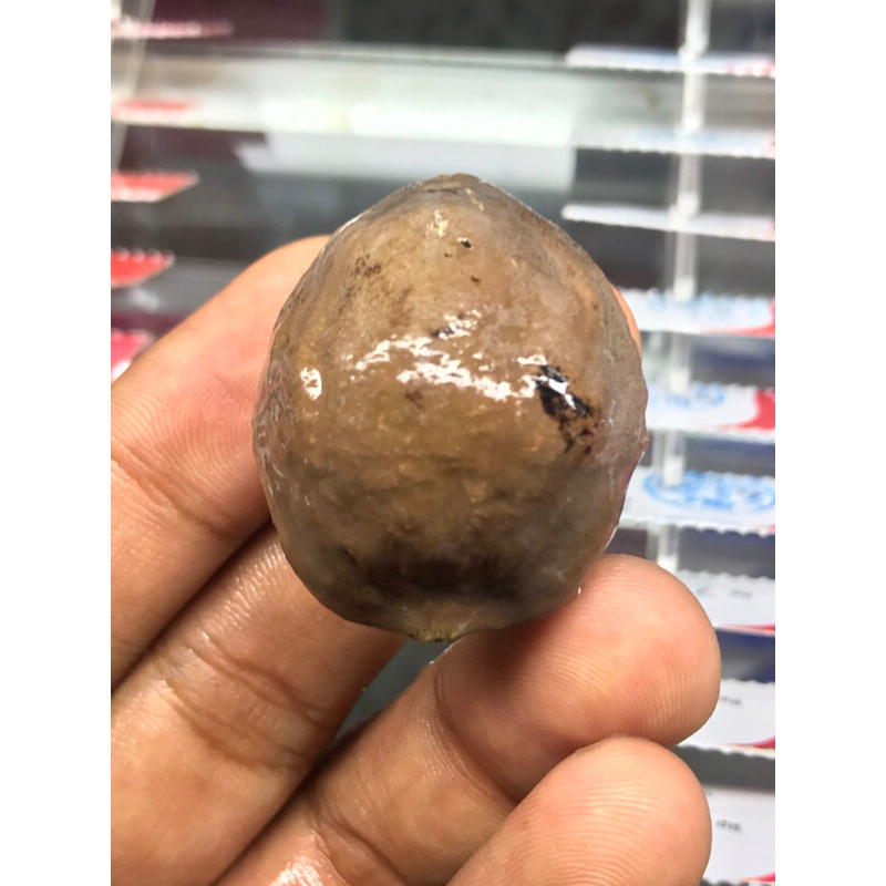 Muncang adu kemiri adu jalim