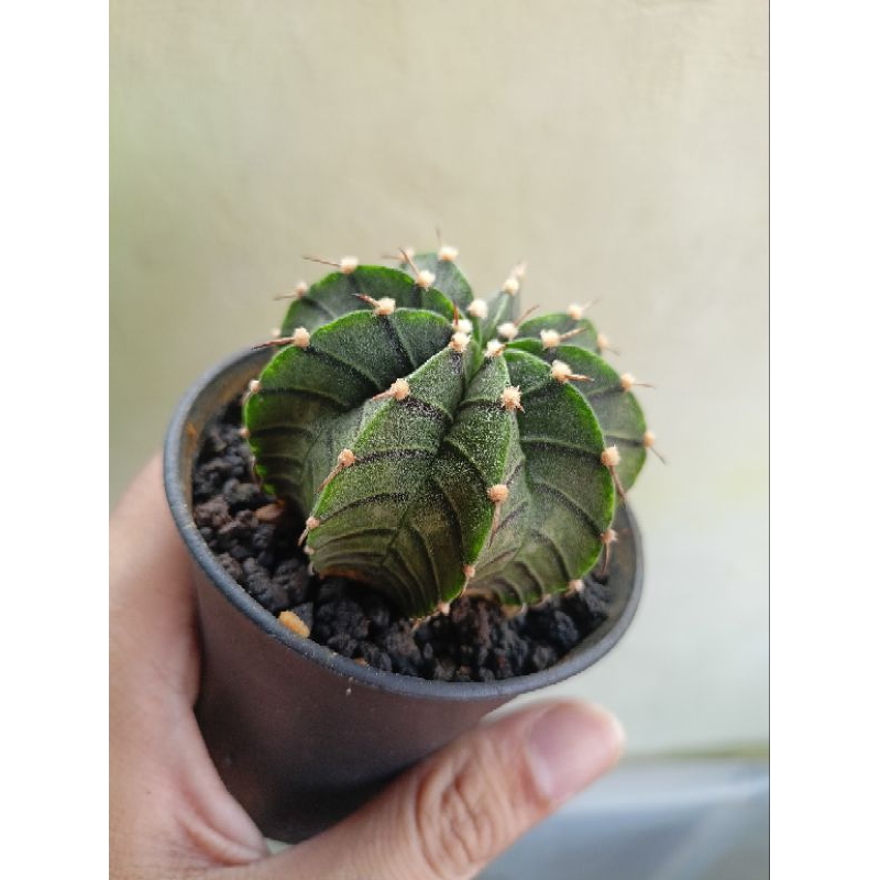 Kaktus Gymnocalycium VoS hybrid