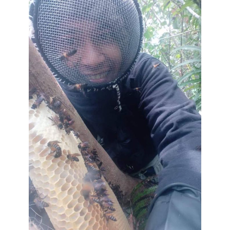 

XMASTER MADU HUTAN MURNI 100%/HUTAN NTT UJUNG KULON,MADU HUTAN ASLI TANPA CAMPURAN