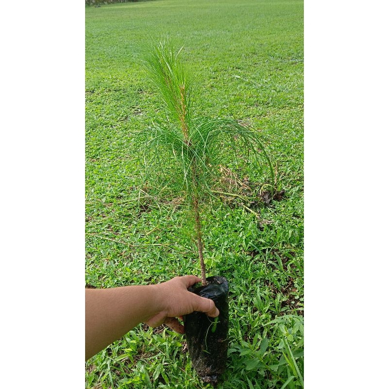 Bibit Pohon Pinus