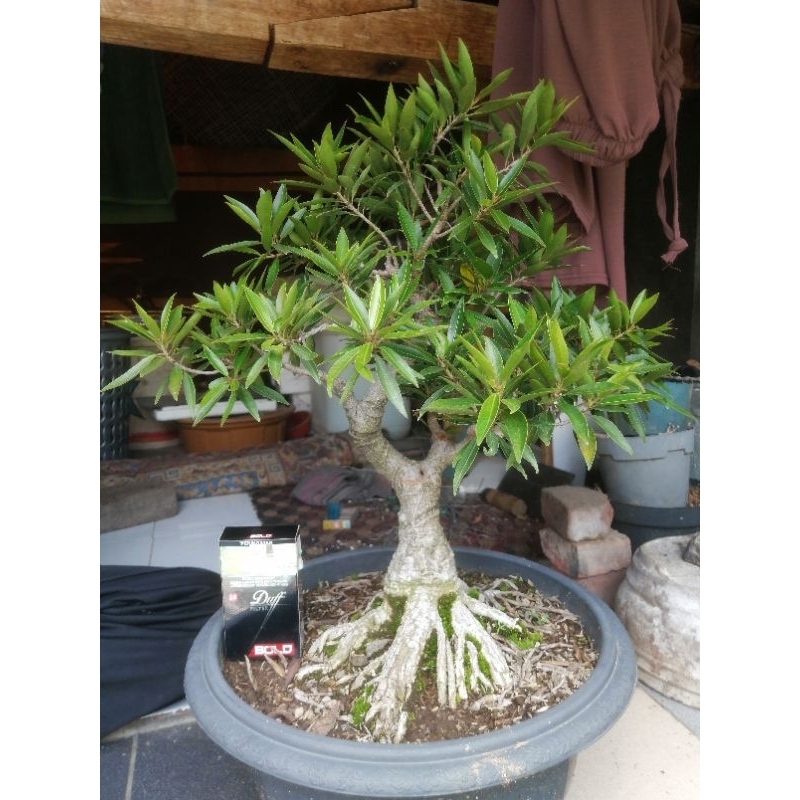 bonsai small beringin kalifornia ficus california real pic