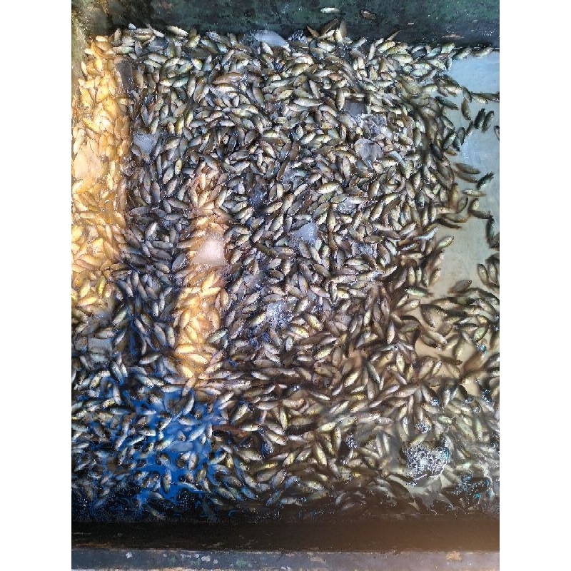 

Anak Ikan Papuyu / Anak Iwak Papuyu Segar