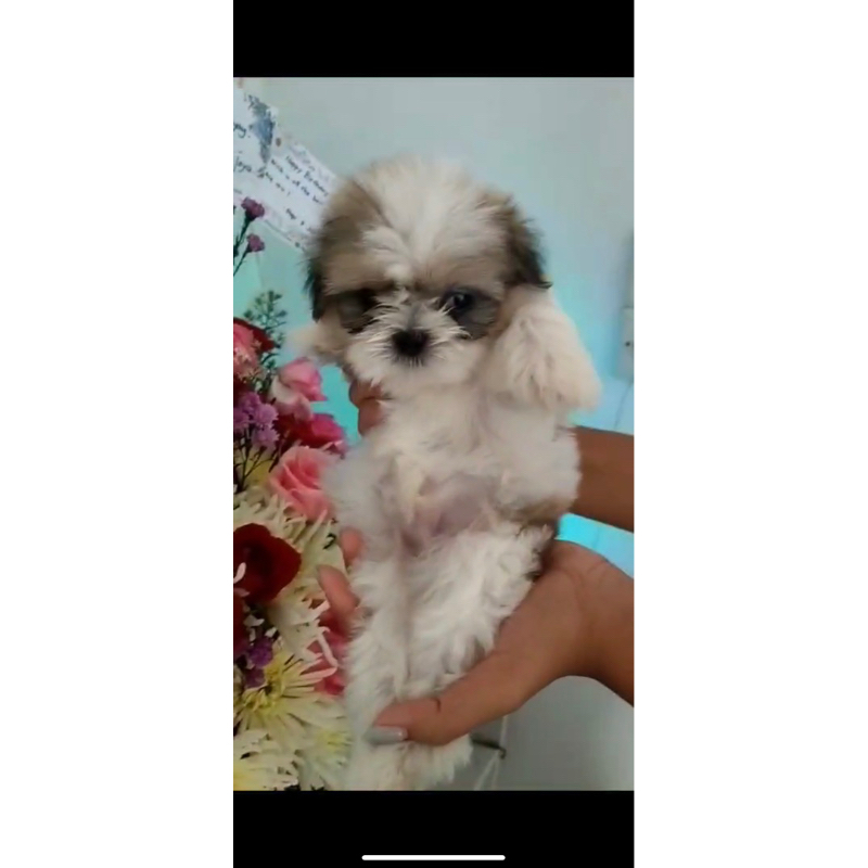 dogfamss anjing shihtzu shitzu sitzu