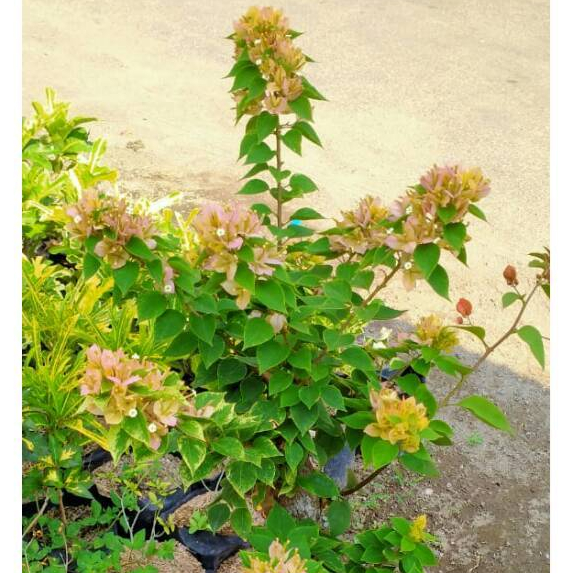 ORIAN BIBIT BUGENVIL MIKRO SINGAPUR KUNING / BOUGENVILLE MIKRO SINGAPORE KUNING UNGGULAN