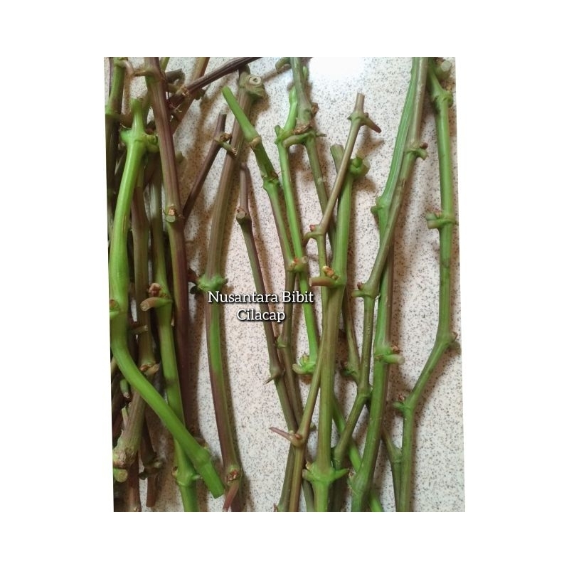 entres anggur import enres asli valid manis dari batang muda hijau fresh segar dari indukan yang tel