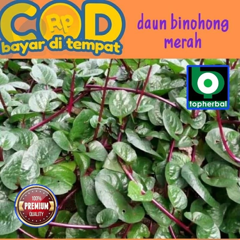 

Daun Binahong Merah Segar/Fresh Organik 500 Gram