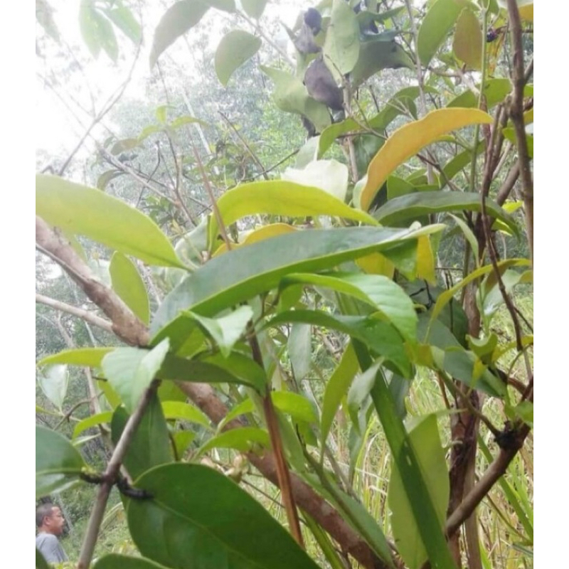 

Benalu teh segar paket 1 kg original-az