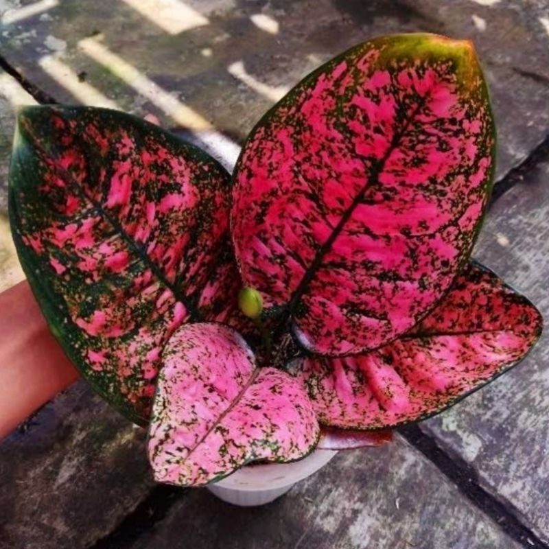 Aglonema Ruby Giant Super Mutasi Tanaman Hias Bunga Aglaonema Murah Merah BUKAN bonggol bibit - tana