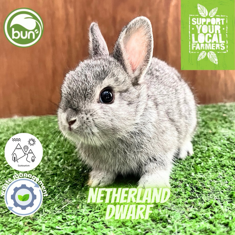 Kelinci ND Chincila motif abu putih netherland dwarf mini