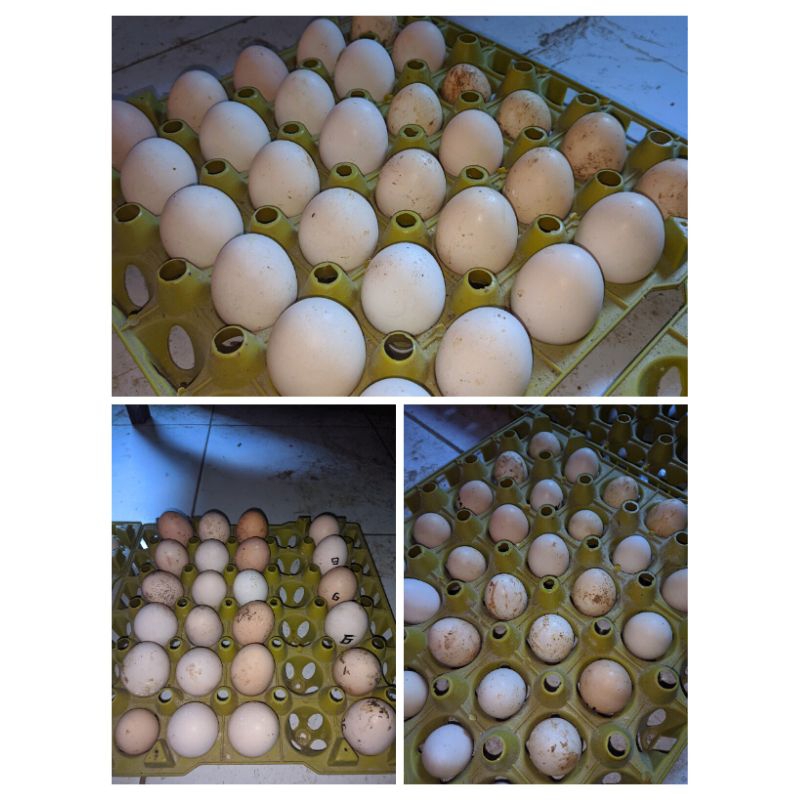 

Telur ayam silangan bangkok,gorila kub, merawang ,AKY