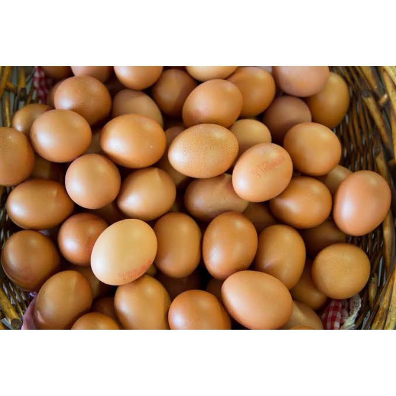 

Telur Ayam Negeri 1 kg