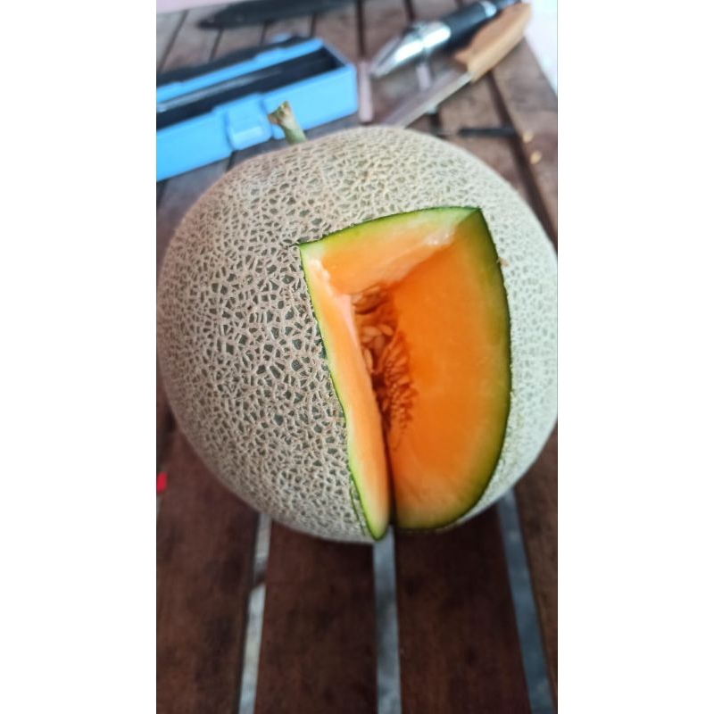 Benih Bibit Melon New Madesta F1, Daging Merah Jumbo Rasa Manis (Madesta F1 Off tidak produksi lagi)