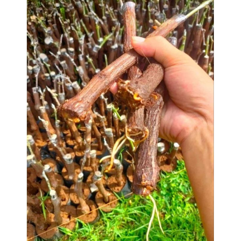 promo 7 paket cutting grafting anggur impor