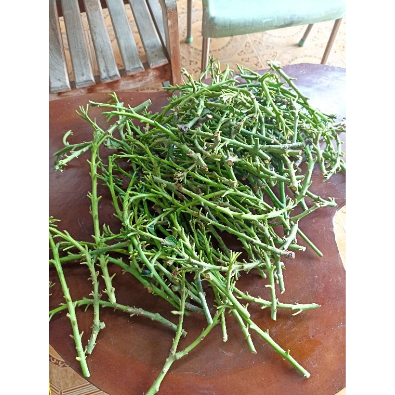 entres alpukat aneka jenis (paket 10 batang per jenis)roro, sab034, swy, dll