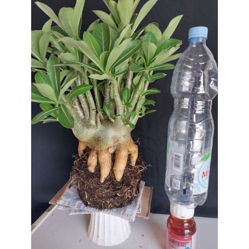 Adenium Arabicum Hibrid Prokar 1 Besar