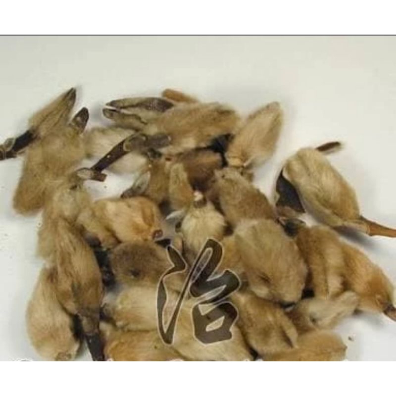 

10 G 50 GR 100 GRAM 辛夷花 XIN YI HUA BIOND MAGNOLIA FLOWER FLOS MAGNOLIAE