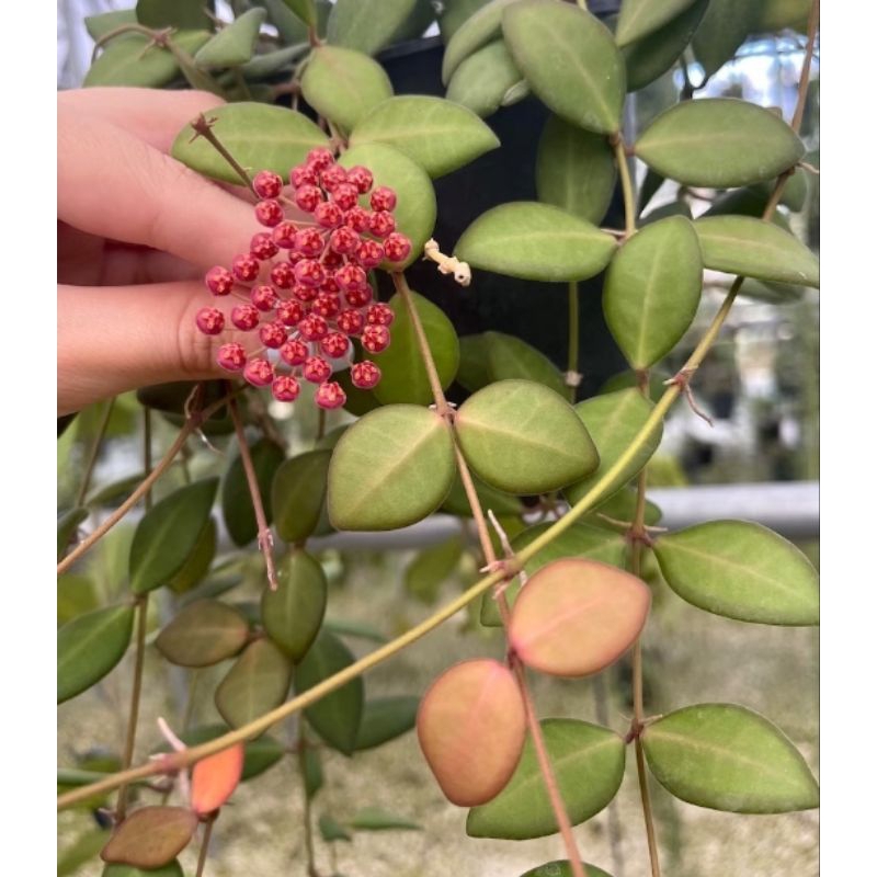 Hoya AFF Burtoniae / Hoya Mini/ Hoya sp Thailand