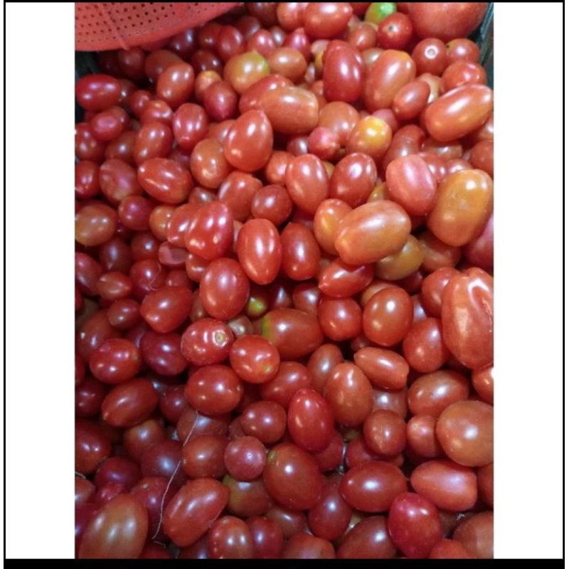 

tomat cery merah & kuning 250gr 500grm