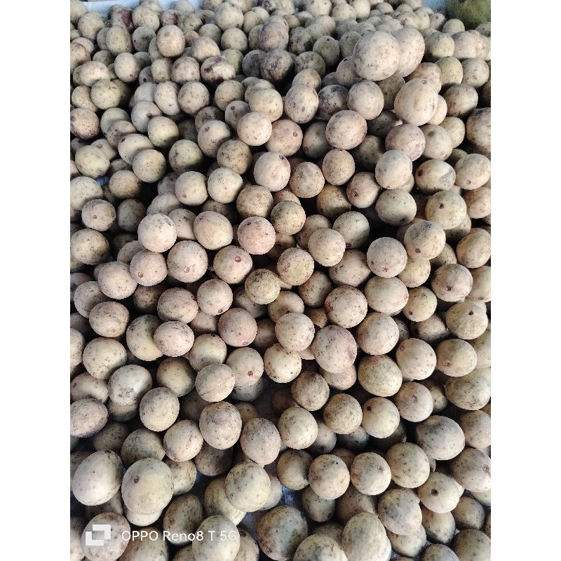 

Duku manis 1 kg
