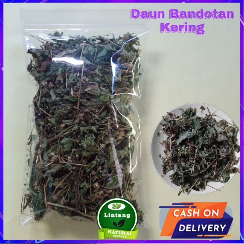 

Daun Bandotan Kering