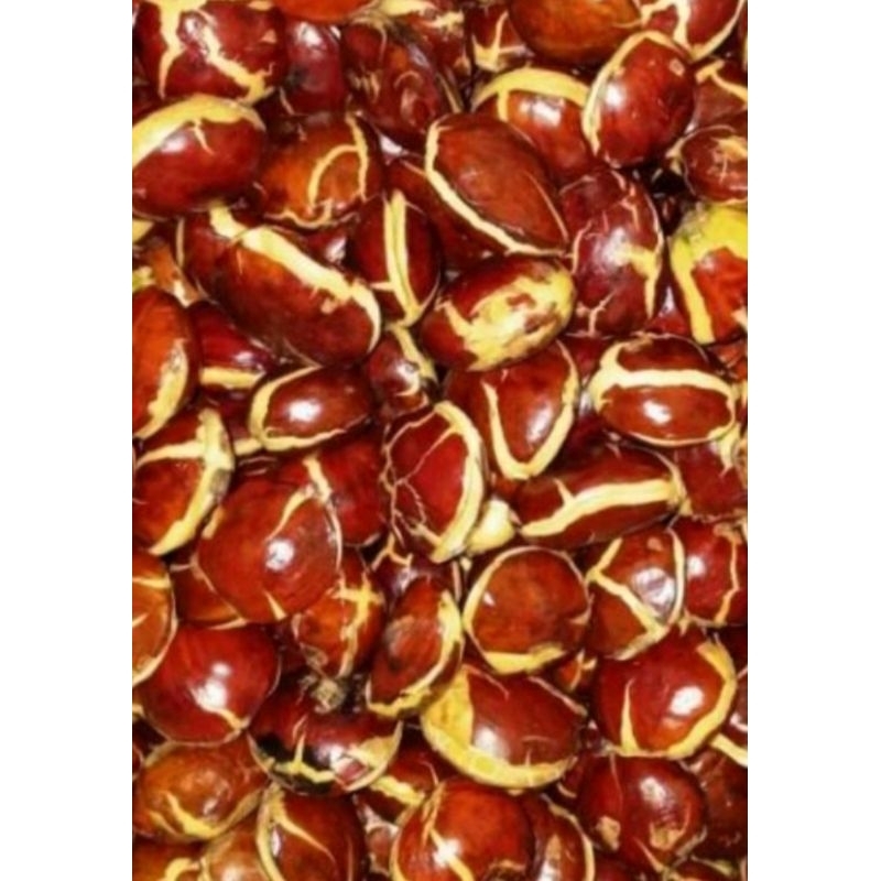 

JENGKOL TUA HASIL REMPAH INDONESIA