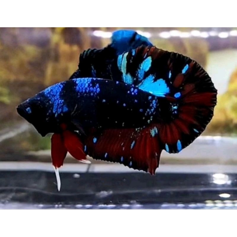 CUPANG AVATAR GORDON BAHAN