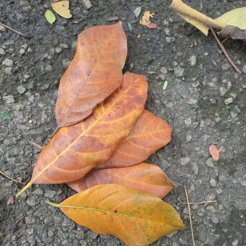 

Daun nangka tua 50
