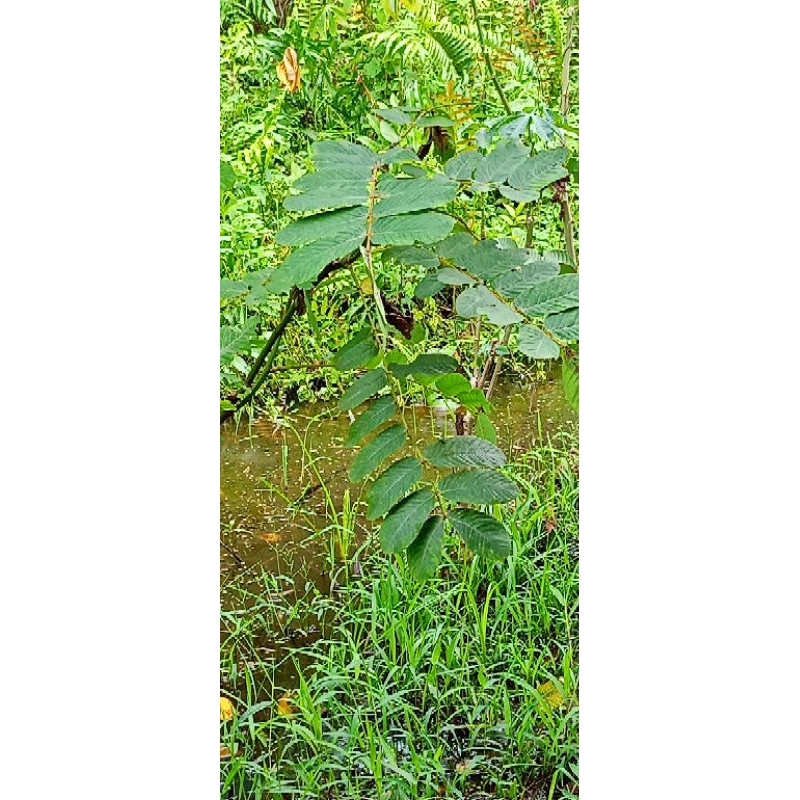 

[TERLARIS] Daun Ketepeng Cina/Tangkai *Minim 5 Tangkai