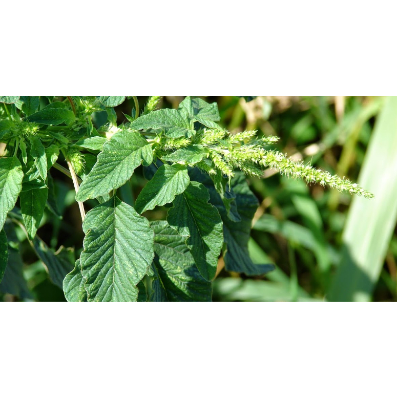 

Bayam Duri Segar/Fresh Spinach Thorns/Amaranthus spinosus