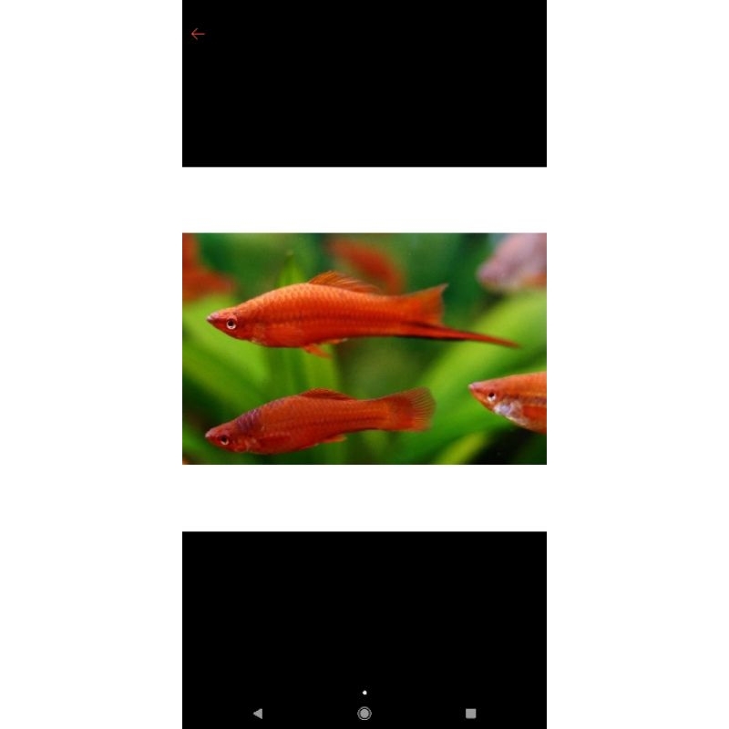ikan air tawar PLATY sodahar blood red
