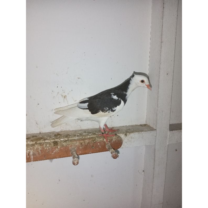 merpati blantong jambul ekput sepsang