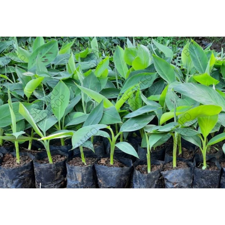 PROMO ALE Bibit kultur jaringan Pisang Cavendish G9 Grand Nain