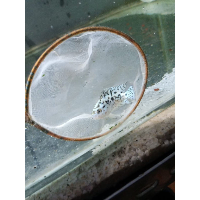 Ebjd(Elektrik blue jack dempsey)