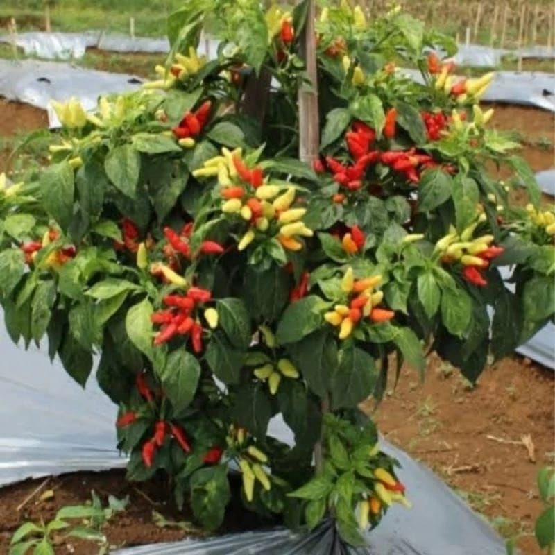 20Biji - Benih Bibit Cabe Rawit Prentul klaster Bibit Cabai Rawit Prentul cluster