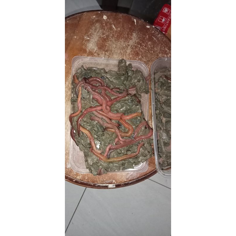 Umpan Cacing laut/kilang kilung