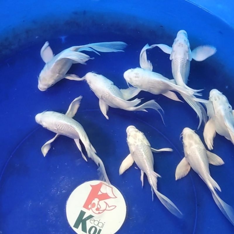 Butterfly koi fish import size 10-14cm 1 ekor