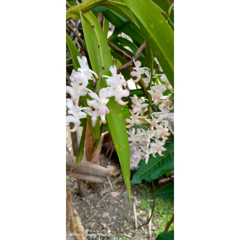 ANGGREK KUKU MACAN SIAP BERBUNGA