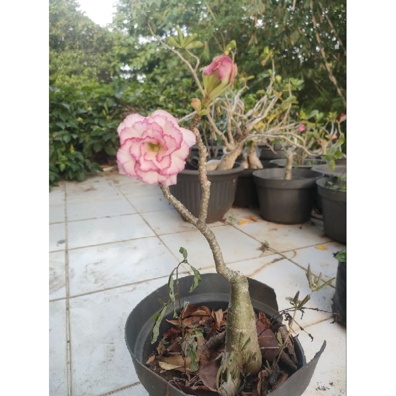 bibit bunga kamboja