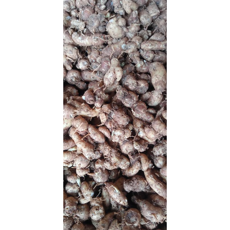 

Kencur 1kg