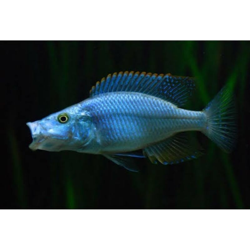 cichlid jendral 3 - 4 cm