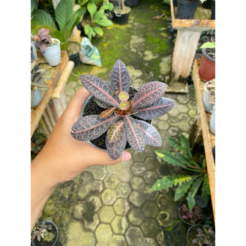 Euphorbia Francoisii Hybird