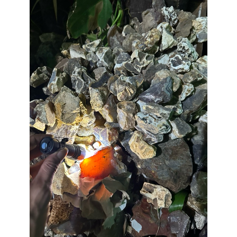 batu akik raflesia muaro bungo jambi