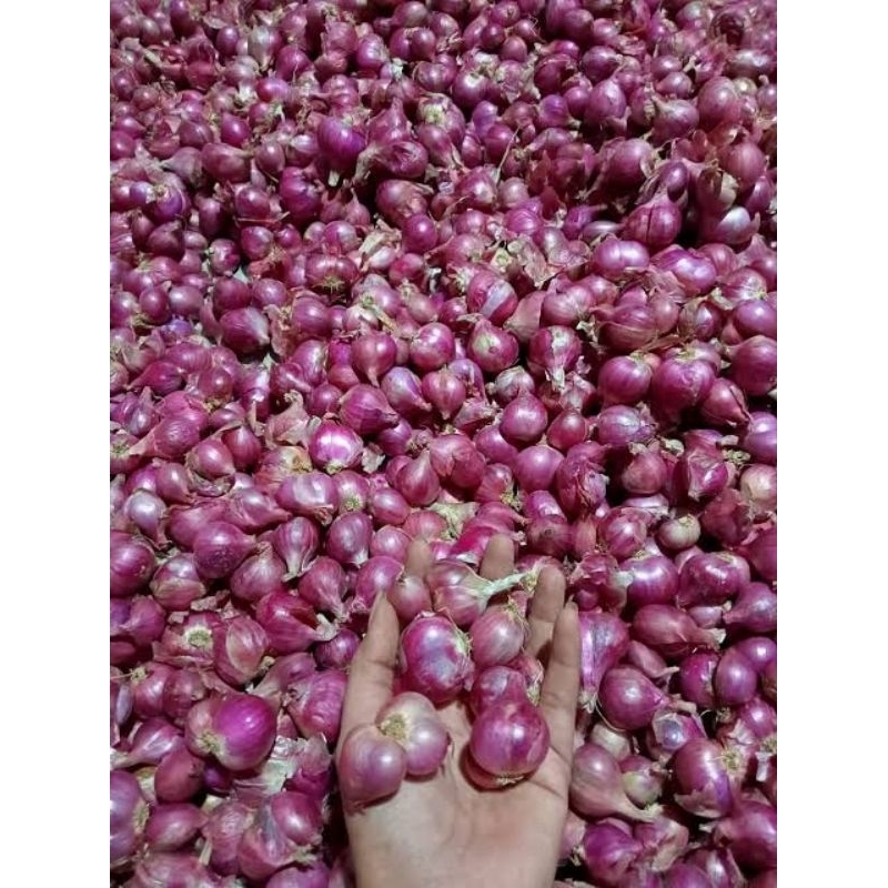 

Bawang merah lokal nganjuk