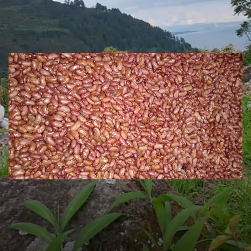 

kacang merah organik,kacang jogo fresh 250grm