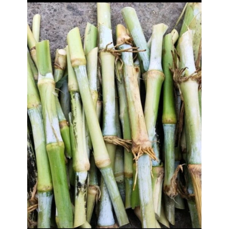 Bibit Rumput Biovitas/Rumput Gajah