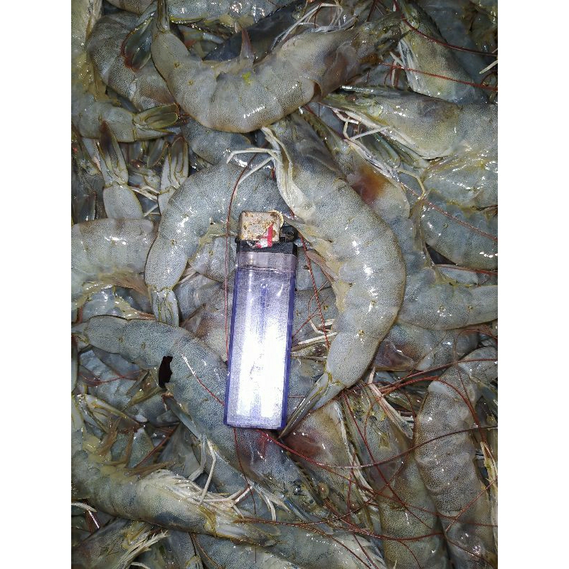 

Udang Vaname Jumbo Super Fresh Segar New Murah Pol 500 gram