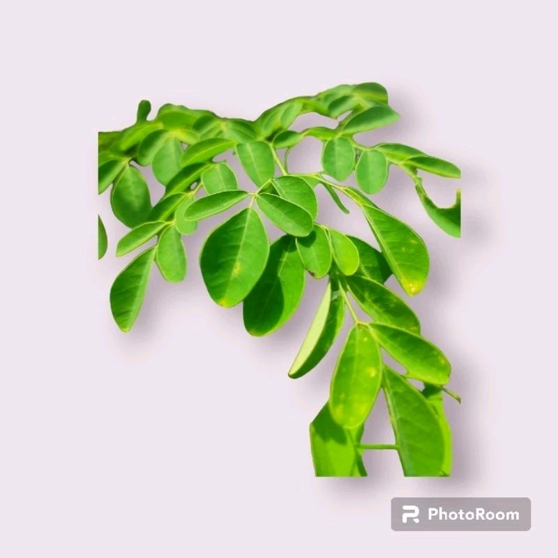 

Jual Daun Kelor Segar