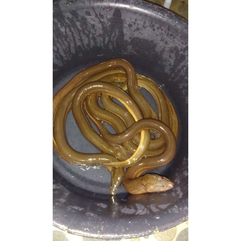 belut segar