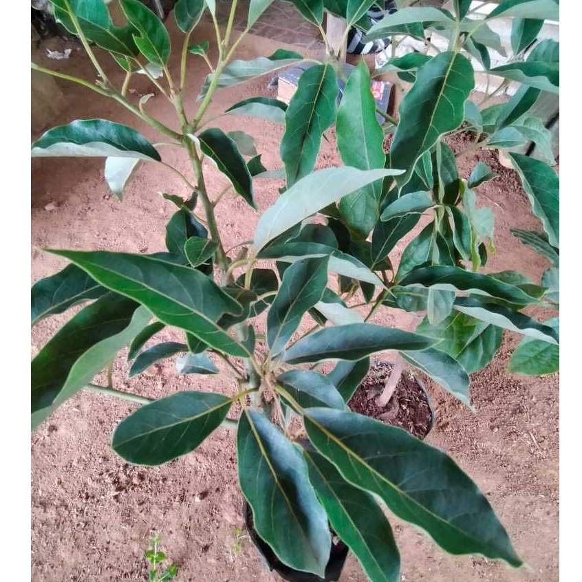 Langka  Bibit Tanaman Alpukat CMX - Mexico - Daun Untuk Salad/Topping makanan