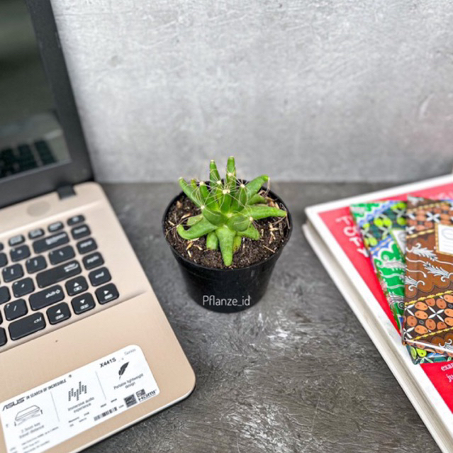 FREE POT-TERMURAH KAKTUS BINTANG JUMBO/KAKTUS OWNROOT